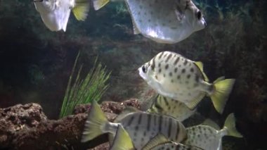 Selenotoca multifasciata, ya da benekli dışkı, gümüş dışkı, çizgili kelebek balığı ya da çubuklu dışkı.