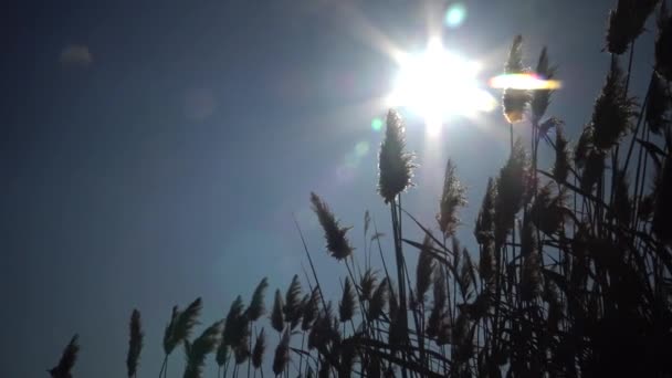 太陽の光線は乾燥した川のデルタの杖を通して輝きます ウクライナ オデッサ地方 — ストック動画