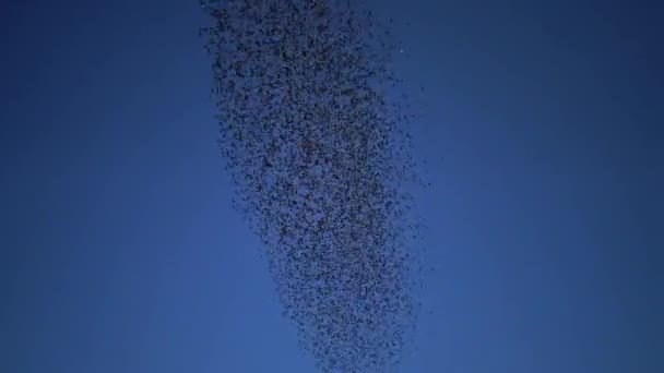 空を飛ぶ黒い鳥の群れ ストゥルヌス ヴァルガリス 空に様々な人物を集めて — ストック動画