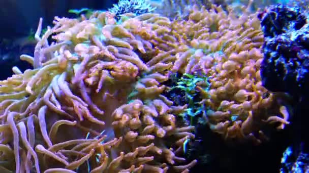 Симбиоз Рыбой Щупальца Большого Морского Анемона Морском Аквариуме Макросъемка Аквариуме — стоковое видео