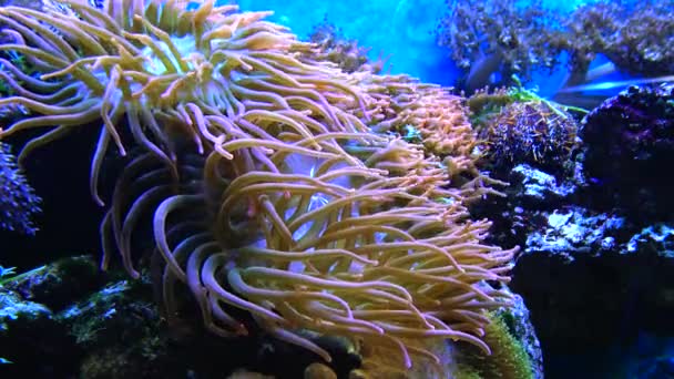 魚との共生 海洋水族館の大型イソギンチャクの触手 熱帯サンゴ礁魚水族館のマクロ写真 — ストック動画