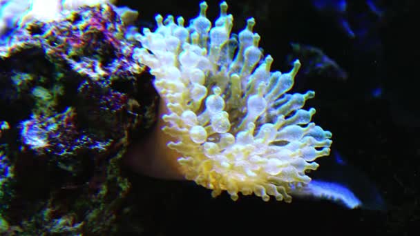 Velké Mořské Sasanky Akváriu Podvodní Svět — Stock video
