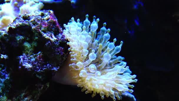 Große Seeanemone Aquarium Unterwasserwelt — Stockvideo