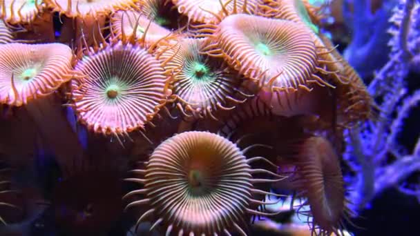 海洋水族館における多色サンゴ Protopalythoa Zoanthus Palythoa — ストック動画