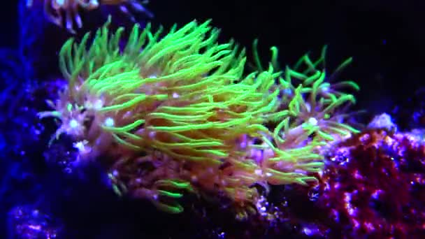 Symbiose Met Vissen Tentakels Van Grote Zeeanemoon Een Zeeaquarium Macro — Stockvideo