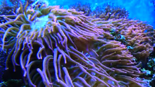 Simbiosi Con Pesci Tentacoli Grande Anemone Marino Acquario Marino Macrofotografia — Video Stock