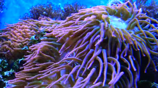 与鱼共生 海洋水族馆中大型海葵触须 热带珊瑚礁鱼水族馆中的宏观摄影 — 图库视频影像
