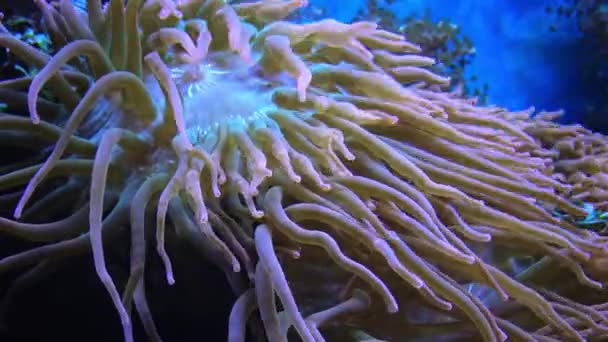 Symbiose Mit Fischen Tentakeln Großer Seeanemonen Meerwasseraquarium Makrofotografie Aquarium Mit — Stockvideo