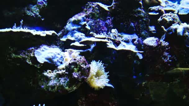 Paisaje Submarino Nemo Pescado Amphiprion — Vídeo de stock