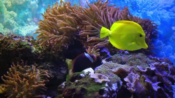 Holothuria Het Zeeaquarium Tentakels Verzamelt Voedsel Het Zand — Stockvideo