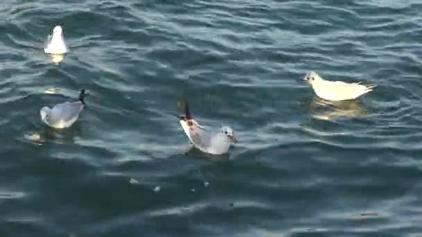 Deniz Akvaryumunda Holothuria Dokunaçlar Kumda Yiyecek Toplar — Stok video