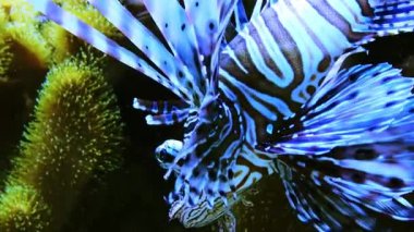 Deniz akvaryumunda tehlikeli bir aslan balığı.