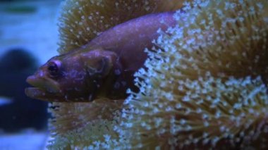 Yaygın ling (Molva sp.) ve Sarcophyton Sp. Deniz akvaryumunda.
