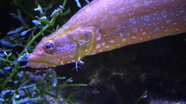 Yaygın ling (Molva sp.) ve Sarcophyton Sp. Deniz akvaryumunda.