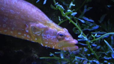 Yaygın ling (Molva sp.) ve Sarcophyton Sp. Deniz akvaryumunda.