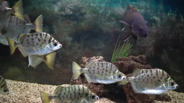 Selenotoca Multifasciata Scat Maculato Scat Argento Pesce Farfalla Striato Scat — Video Stock