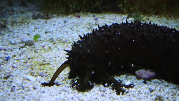 Holothuria Acuario Marino Tentáculos Recoge Alimentos Arena — Vídeo de stock