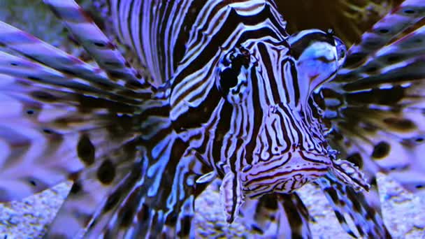 Gevaarlijke Giftige Leeuwenvissen Een Zeeaquarium — Stockvideo