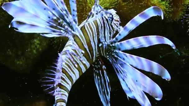 Pesce Leone Velenoso Pericoloso Acquario Marino — Video Stock