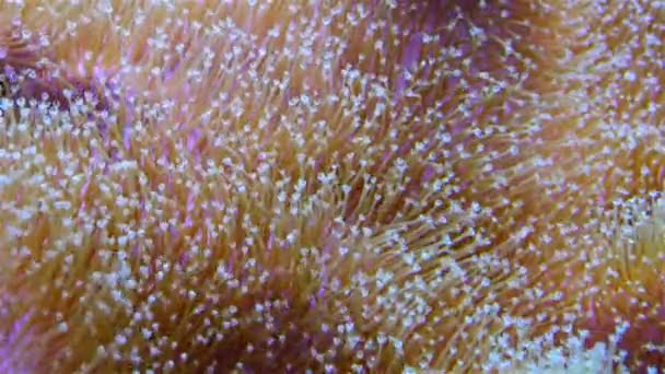 Symbiose Avec Des Poissons Tentacules Grande Anémone Mer Dans Aquarium — Video