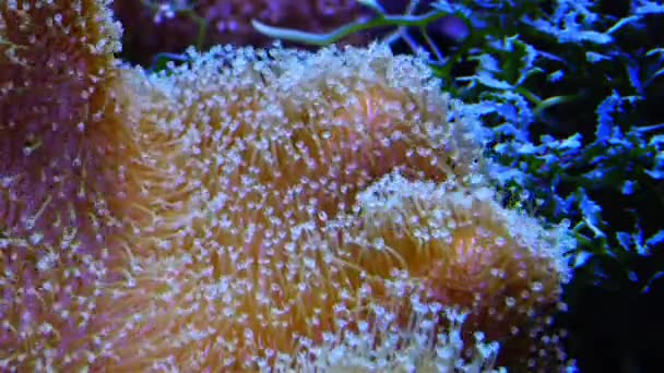 Symbiosis Fish Tentacles Large Sea Anemone Marine Aquarium Macro Photography — Stock Video