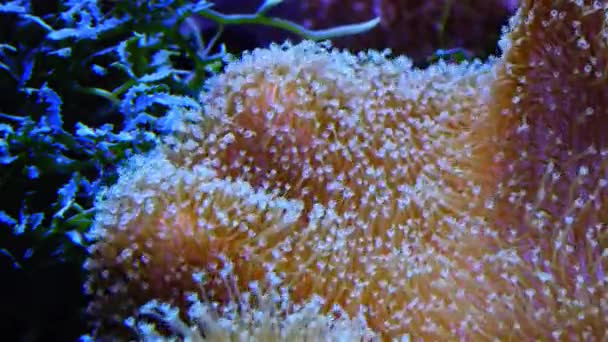 魚との共生 海洋水族館の大型イソギンチャクの触手 熱帯サンゴ礁魚水族館のマクロ写真 — ストック動画