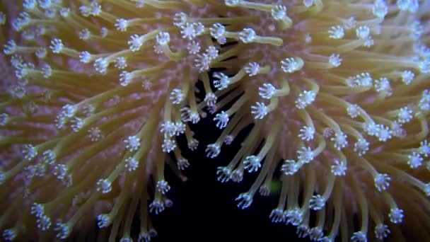 魚との共生 海洋水族館の大型イソギンチャクの触手 熱帯サンゴ礁魚水族館のマクロ写真 — ストック動画