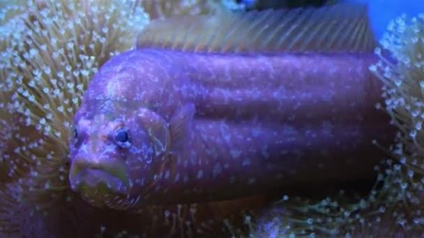 Ling Común Molva Sarcophyton Acuario Marino — Vídeo de stock