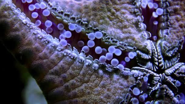 ヒトデ 底側からの眺め 口を開くマクロ写真 水族館のガラスに固執するPedicillaria — ストック動画