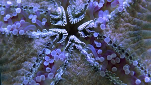 Estrella Mar Vista Desde Parte Inferior Macrofotografía Abertura Bucal Pedicillaria — Vídeo de stock