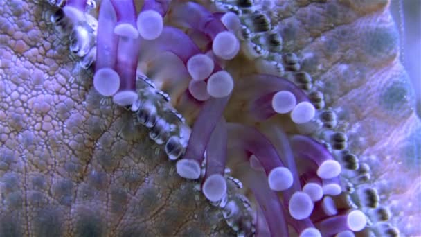 Estrella Mar Vista Desde Parte Inferior Macrofotografía Abertura Bucal Pedicillaria — Vídeo de stock