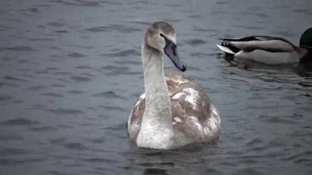 Pássaros Ucrânia Cisnes Gaivotas Patos Aves Aquáticas Invernantes Mar Negro — Vídeo de Stock