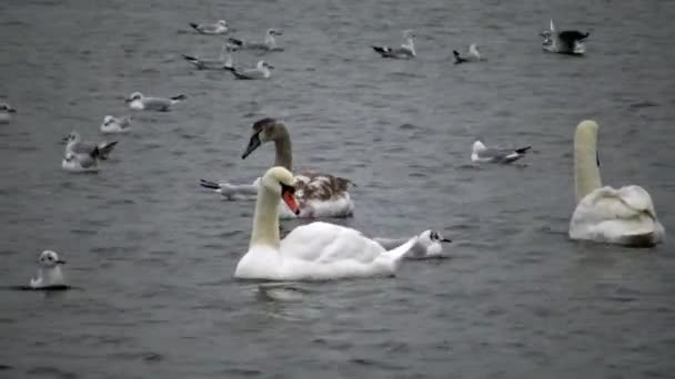 Uccelli Dell Ucraina Cigni Gabbiani Anatre Uccelli Acquatici Svernanti Nel — Video Stock