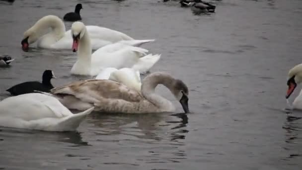 Uccelli Dell Ucraina Cigni Gabbiani Anatre Uccelli Acquatici Svernanti Nel — Video Stock