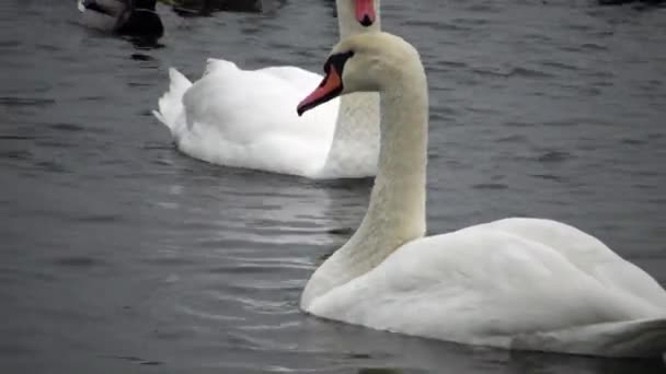 Uccelli Dell Ucraina Cigni Gabbiani Anatre Uccelli Acquatici Svernanti Nel — Video Stock