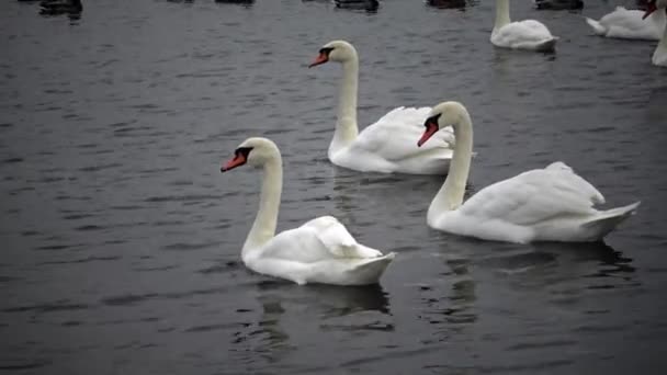 Oiseaux d'Ukraine. Cygnes, goélands et canards - oiseaux aquatiques hivernants dans la mer Noire 