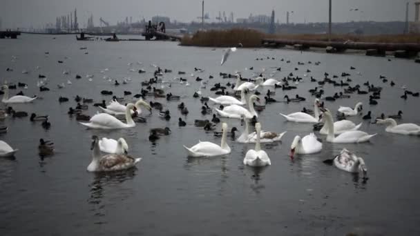 Vögel Der Ukraine Schwäne Möwen Und Enten Überwinternde Wasservögel Schwarzen — Stockvideo