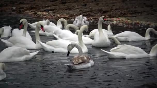 Birds Ukraine Swans Gulls Ducks Wintering Waterfowl Black Sea — Stock Video