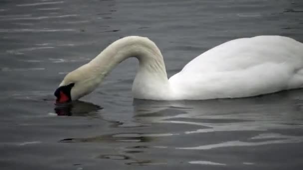 Vögel Der Ukraine Schwäne Möwen Und Enten Überwinternde Wasservögel Schwarzen — Stockvideo