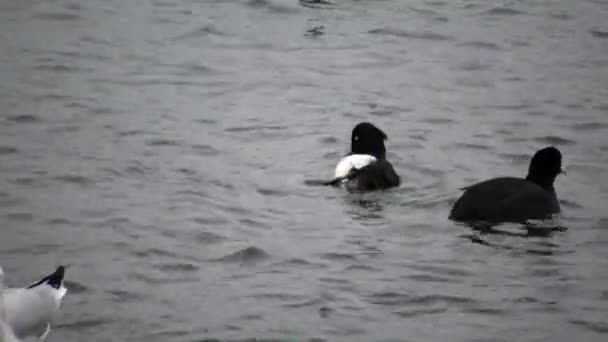 Pato Adornado Aythya Fuligula Pássaros Ucrânia Cisnes Gaivotas Patos Aves — Vídeo de Stock