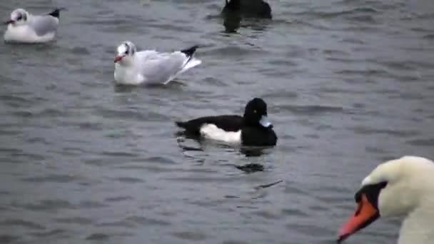 アティヤ フリグラ Aythya Fuligula ウクライナの鳥 カモメ アヒル 黒海の冬の水鳥 — ストック動画