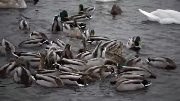 Pássaros Ucrânia Cisnes Gaivotas Patos Aves Aquáticas Invernantes Mar Negro — Vídeo de Stock