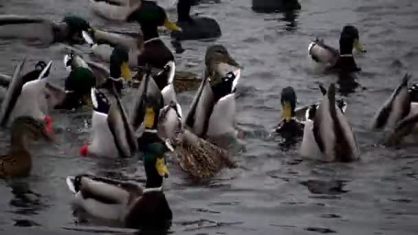 Vögel Der Ukraine Schwäne Möwen Und Enten Überwinternde Wasservögel Schwarzen — Stockvideo