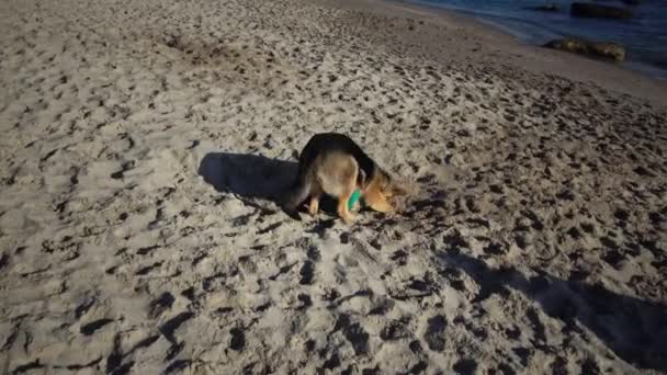 German Shepherd Pug Playing Sand Beach — Stock Video