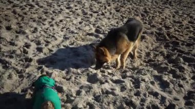 Alman çoban köpeği ve pug kumsalda oynuyorlar.