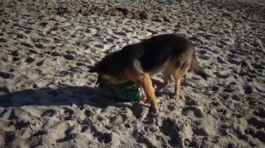 Alman çoban köpeği ve pug kumsalda oynuyorlar.