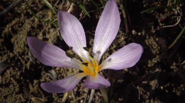 Ephemeral çiçekler, vahşi doğada çicek gülleri (Colchicum ancyrense), sonbahar kruvazörü, çayır safranı ve çıplak kadın. Ukrayna 'nın Kırmızı Kitabı' ndan nadir bir görüntü.
