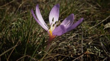 Ephemeral çiçekler, vahşi doğada çicek gülleri (Colchicum ancyrense), sonbahar kruvazörü, çayır safranı ve çıplak kadın. Ukrayna 'nın Kırmızı Kitabı' ndan nadir bir görüntü.