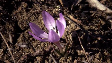 Ephemeral çiçekler, vahşi doğada çicek gülleri (Colchicum ancyrense), sonbahar kruvazörü, çayır safranı ve çıplak kadın. Ukrayna 'nın Kırmızı Kitabı' ndan nadir bir görüntü.