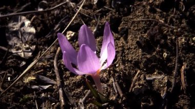 Ephemeral çiçekler, vahşi doğada çicek gülleri (Colchicum ancyrense), sonbahar kruvazörü, çayır safranı ve çıplak kadın. Ukrayna 'nın Kırmızı Kitabı' ndan nadir bir görüntü.